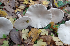 IMG_20211109_074118-scaled