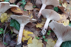 IMG_20211109_074157-scaled