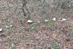 IMG_20211109_075141-scaled