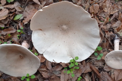 IMG_20211109_075230-scaled