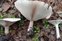 IMG_20211109_075243-scaled