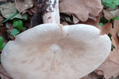 IMG_20211114_085045-scaled