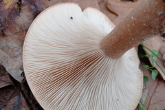 IMG_20211114_085103-scaled