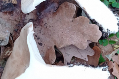 IMG_20211114_085133-scaled